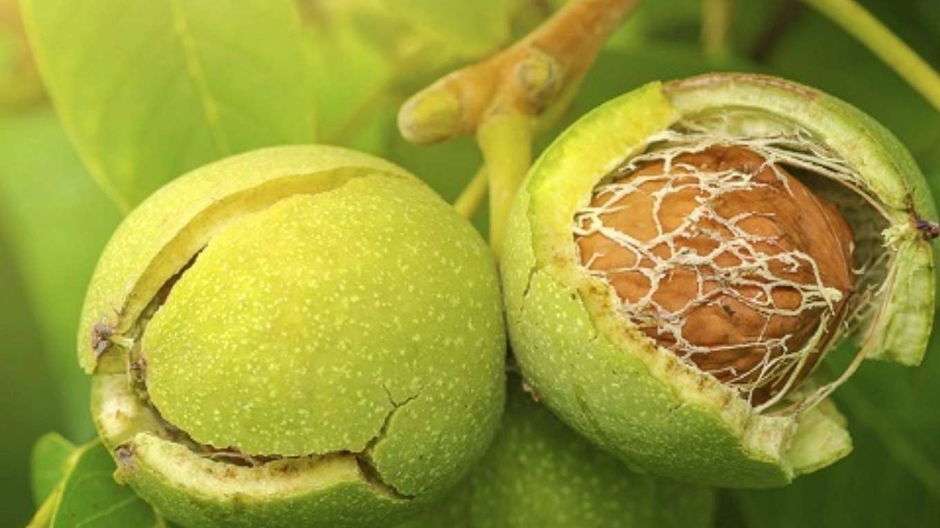 الحضانة الإيرانية