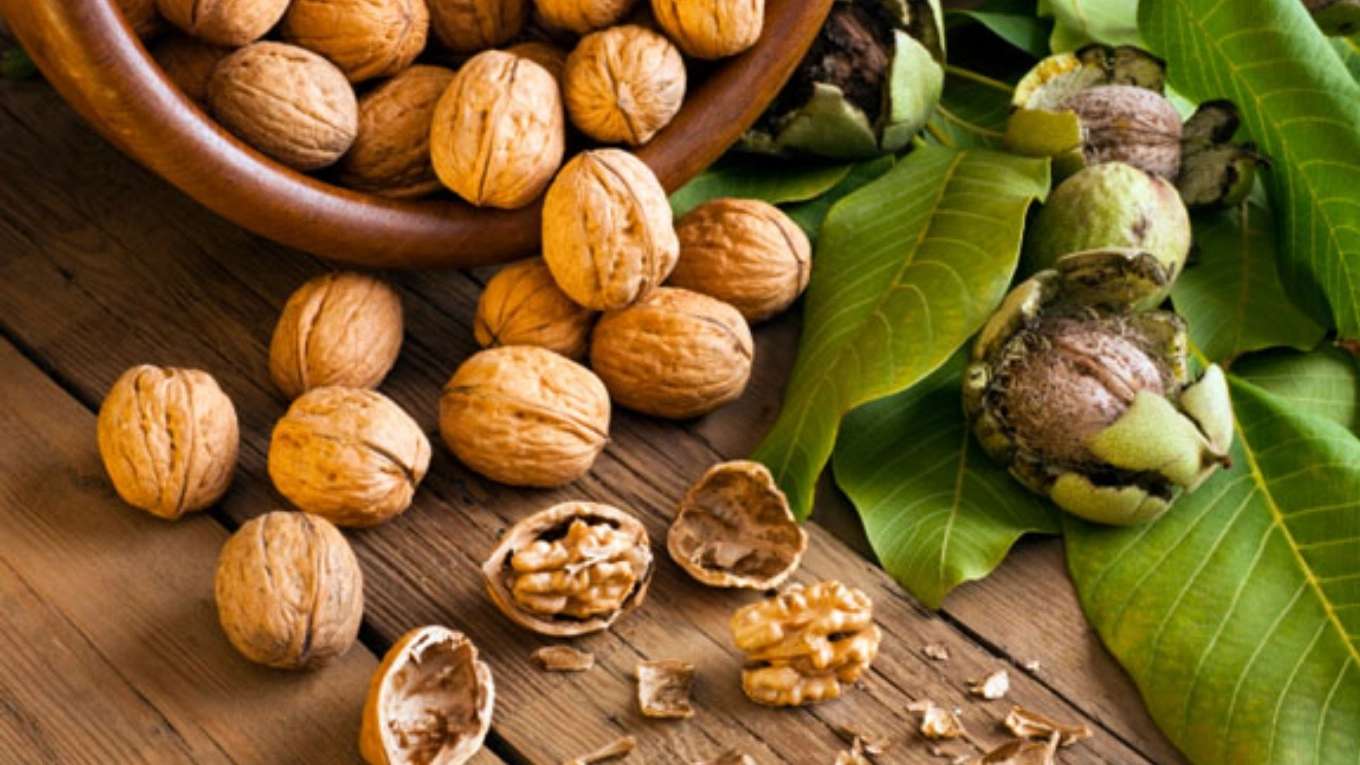 الحضانة الإيرانية
