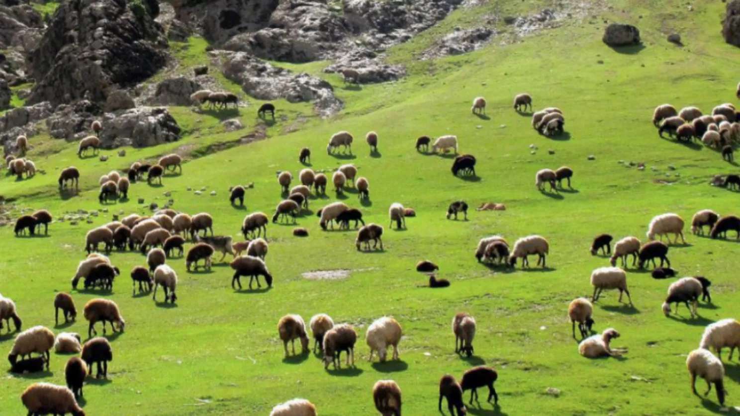 Afshari livestock