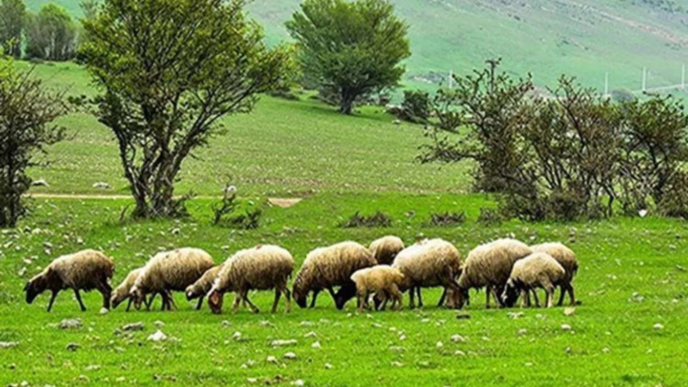 Afshari livestock