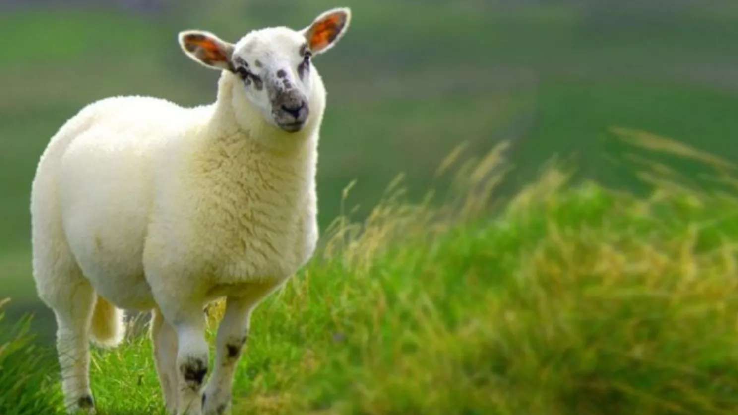 Afshari livestock