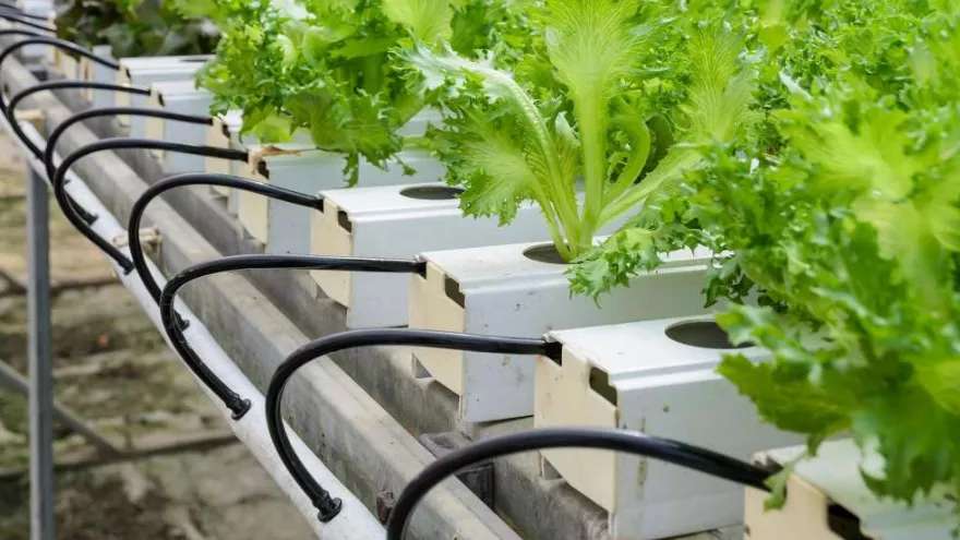 Arka Tejarat greenhouse equipment