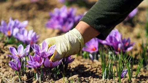 Supply and sale of bright saffron