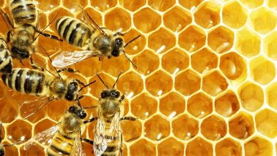 Beekeeping equipment