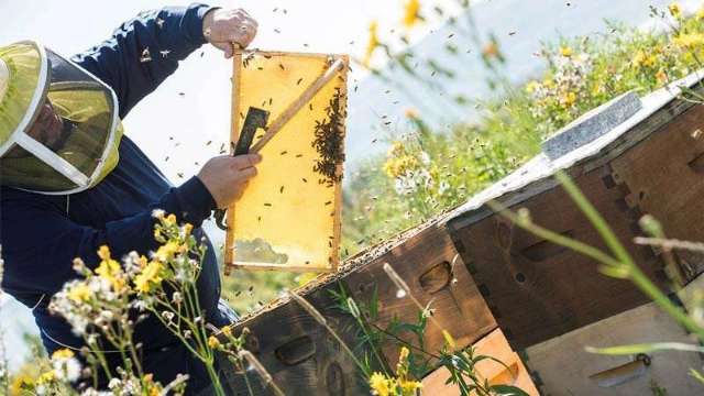 Beekeeping equipment