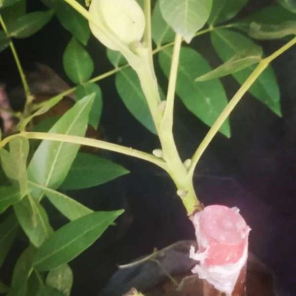 1699186532749.webp