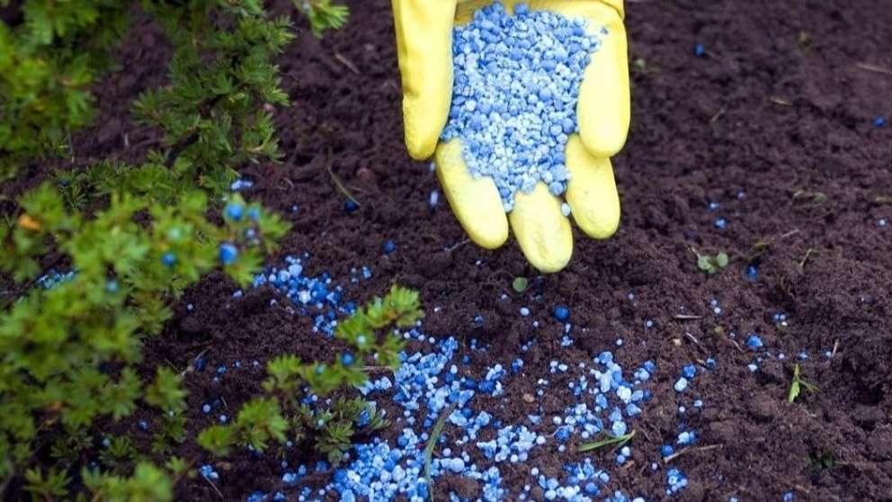 New green cultivation
