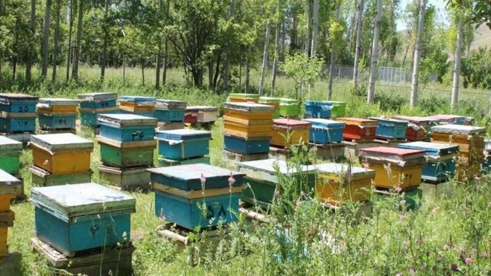 Mad Royal beekeeping equipment