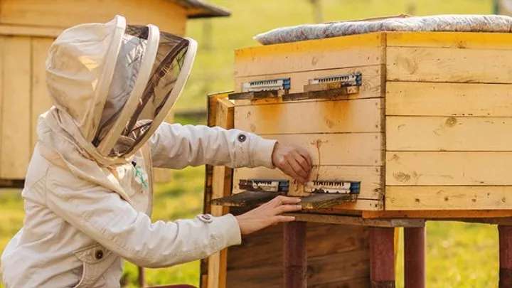 Mad Royal beekeeping equipment