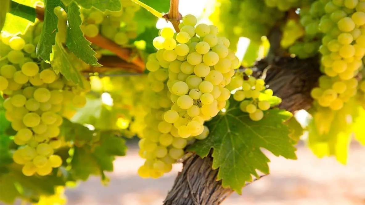 Royan Tak nursery and vineyard