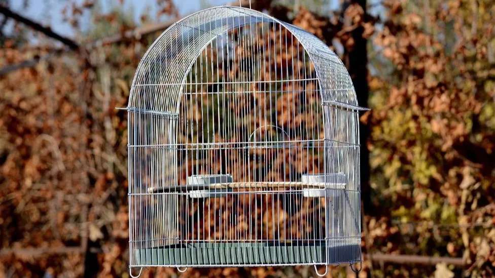 Ghasemi cage city