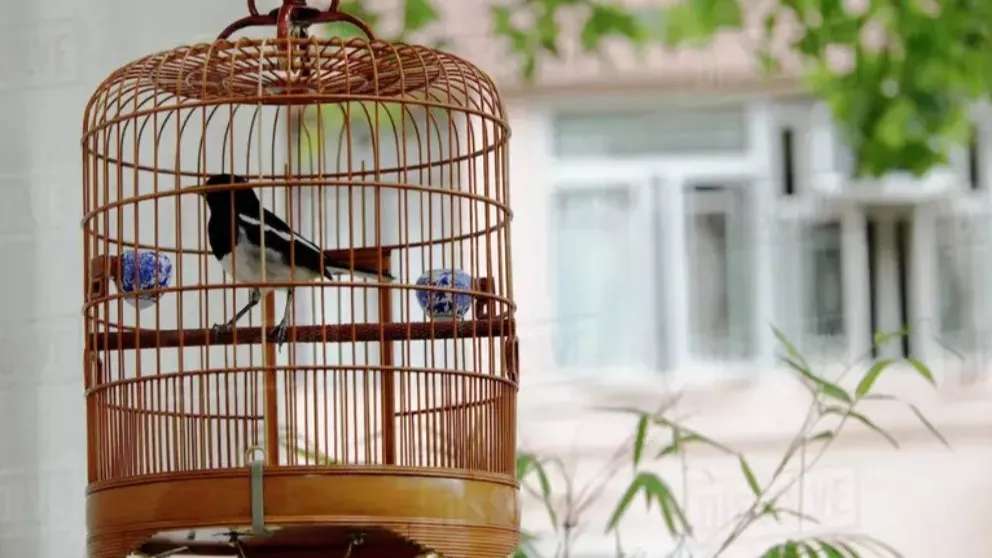 Ghasemi cage city