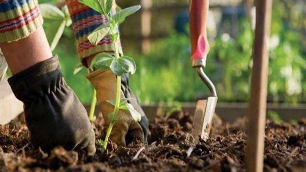 Sena's organic agricultural products