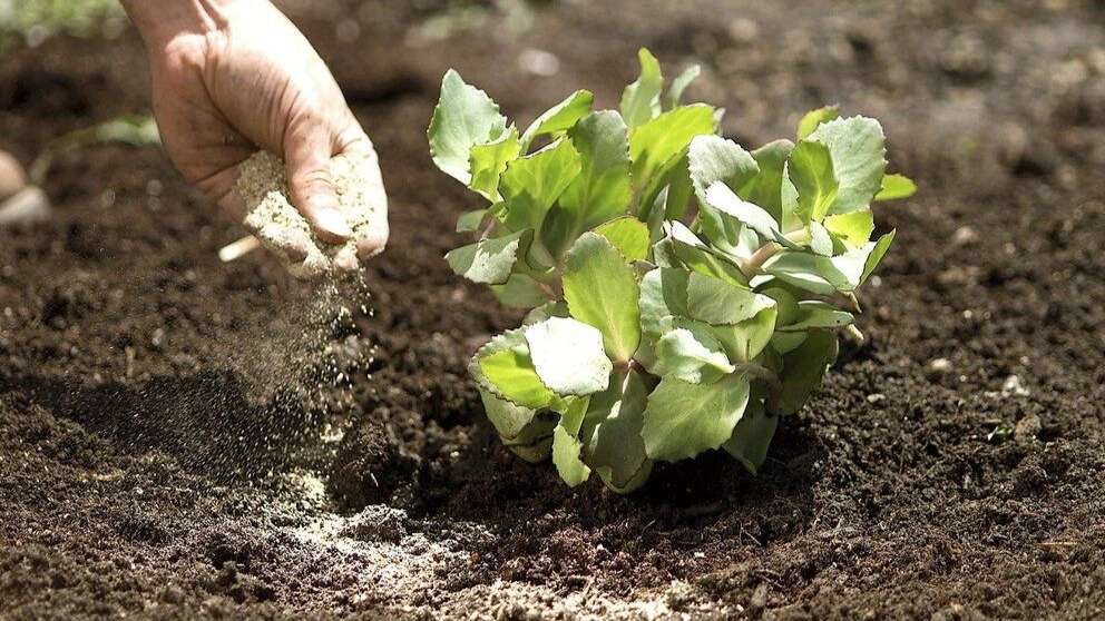 Sena's organic agricultural products
