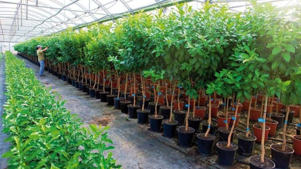 Nahal Shahr Nursery