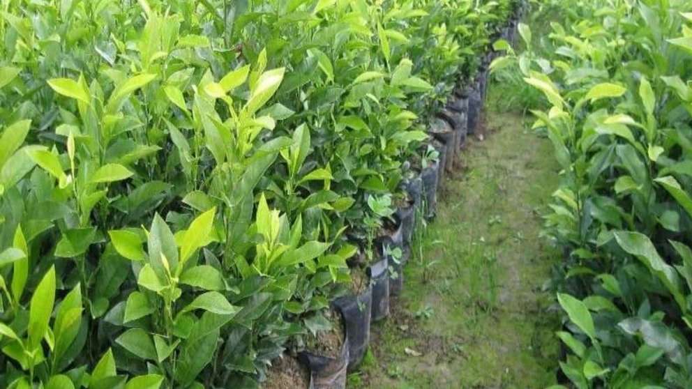 Nahal Shahr Nursery