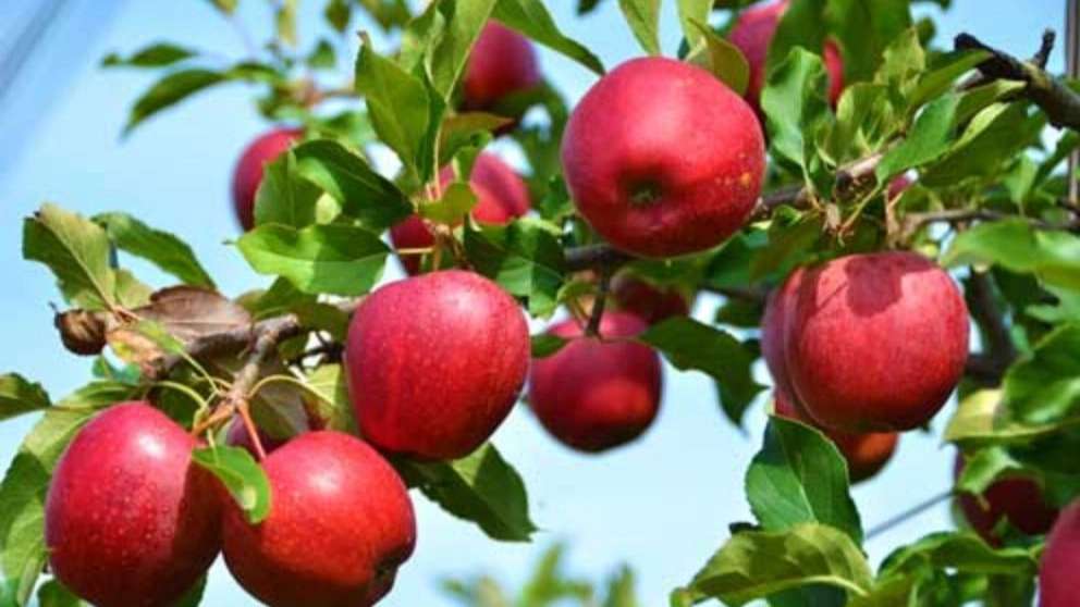 Simin Nahal Nursery