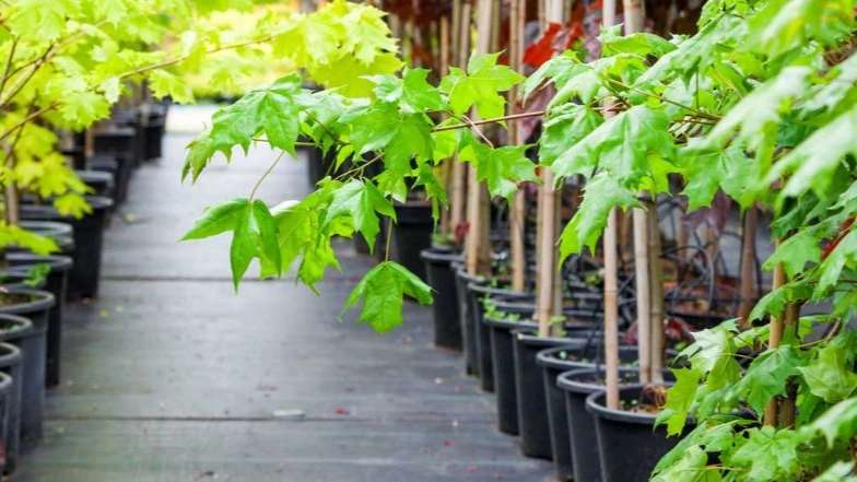 Simin Nahal Nursery