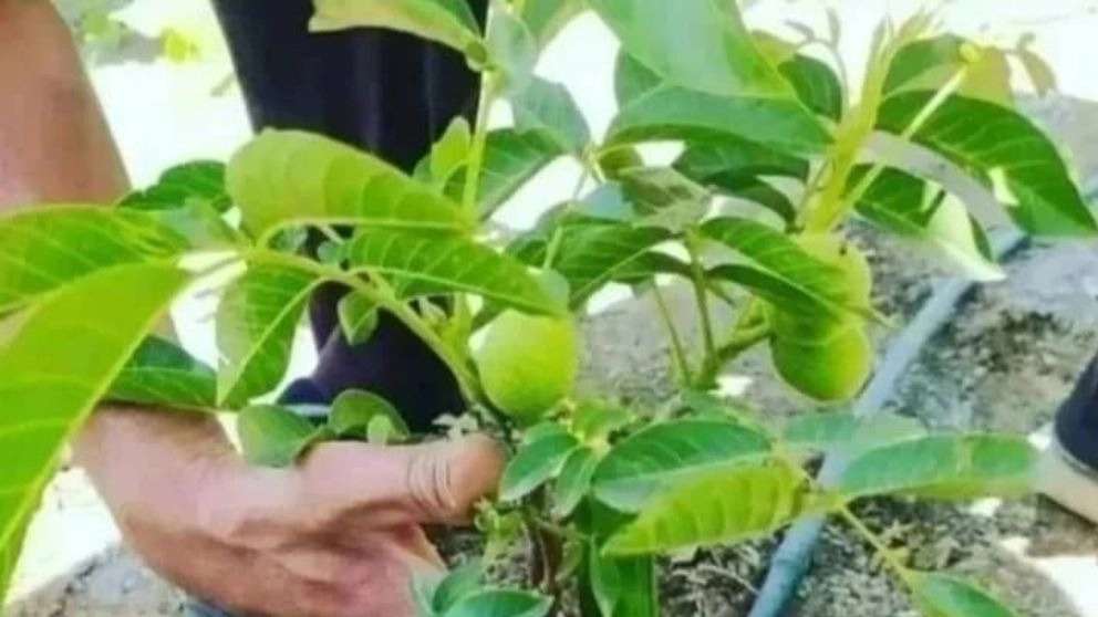 Nahal Shahr Nursery