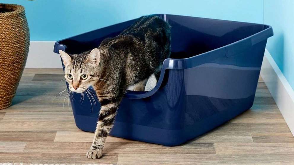 Pet shop 23