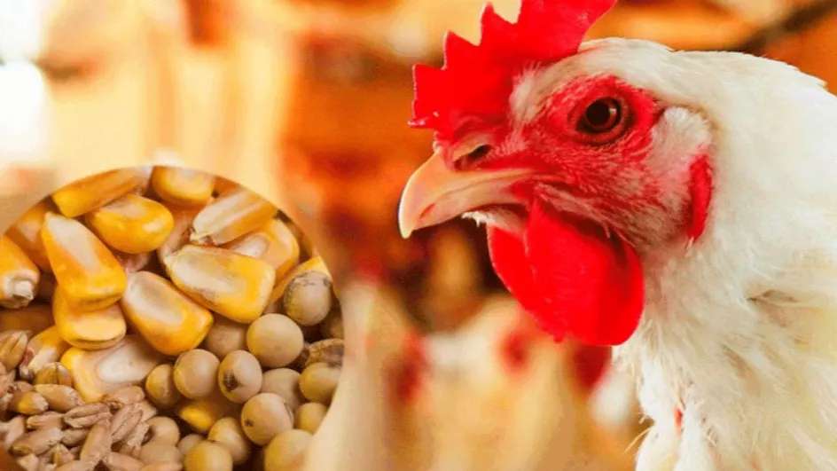 مجموعة خليفة للإنتاج التجاري
