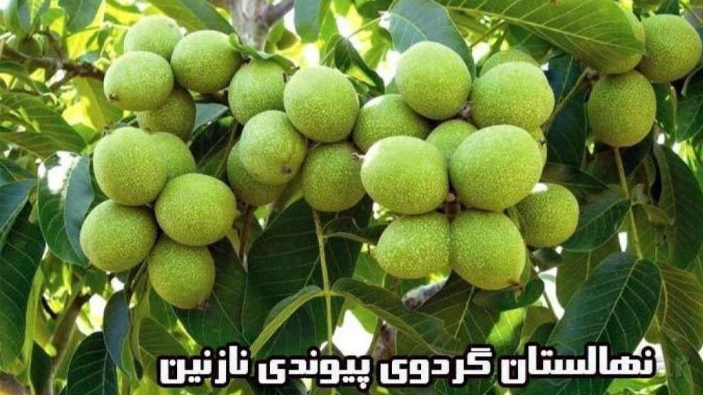 Nazanin transplanted walnut nursery