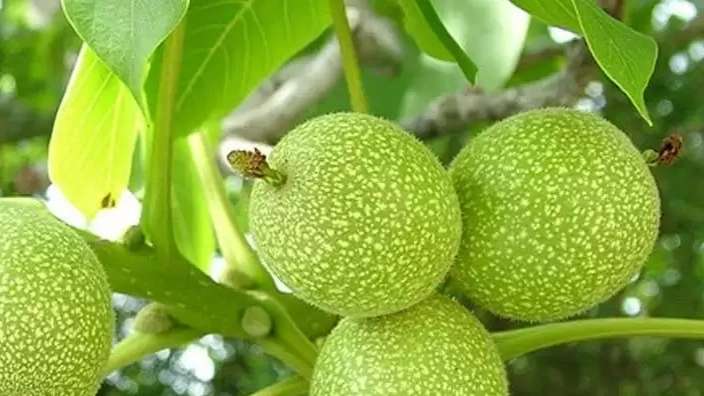 Nazanin transplanted walnut nursery