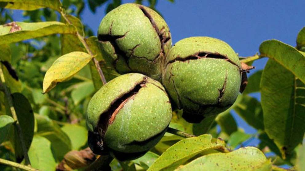 Nazanin transplanted walnut nursery