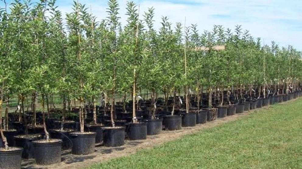 Moussa Pandhani Nursery