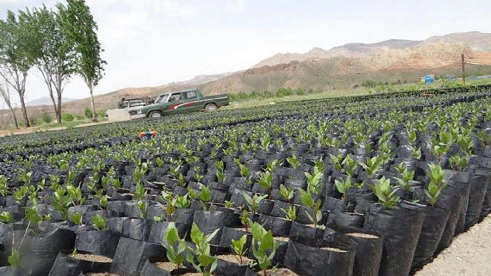 Moussa Pandhani Nursery