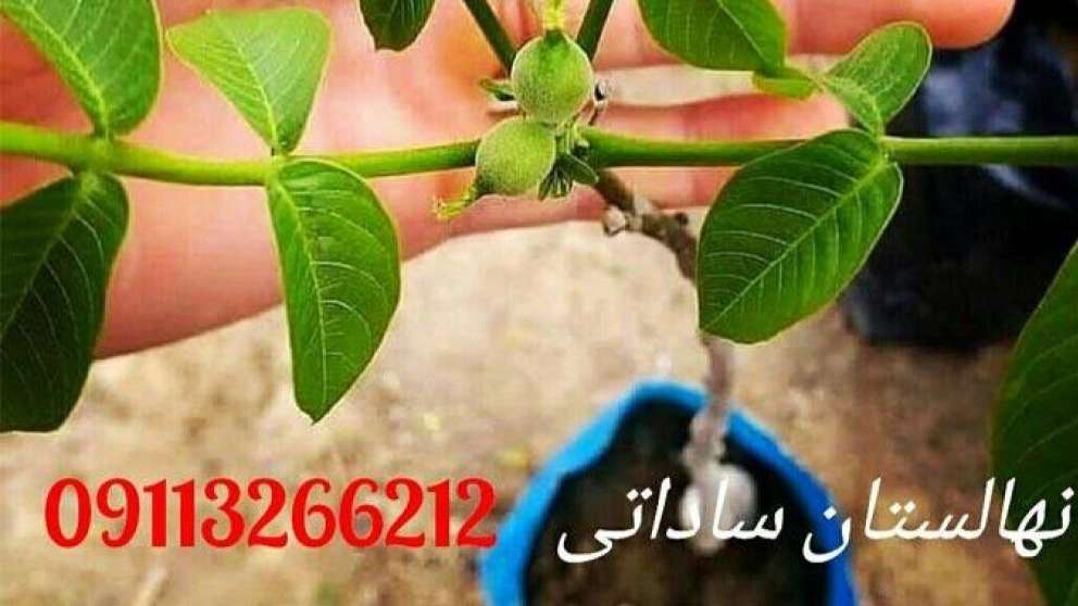 Quality seedlings of Sadati