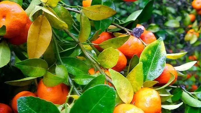 Quality seedlings of Sadati