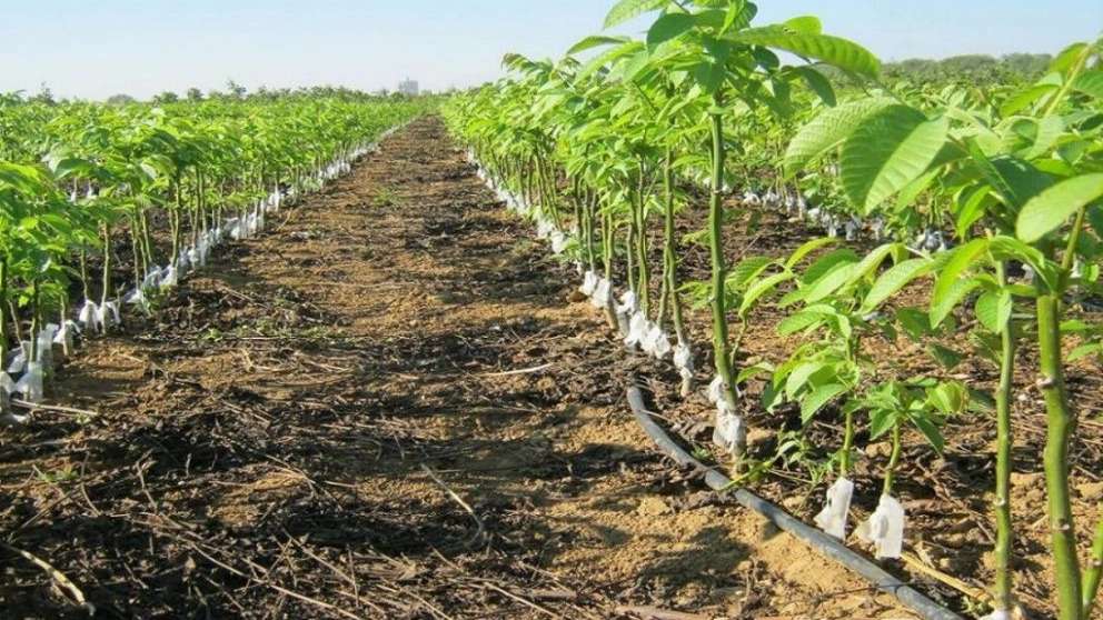 Dünyanın köklerinin siyah fidanlığı