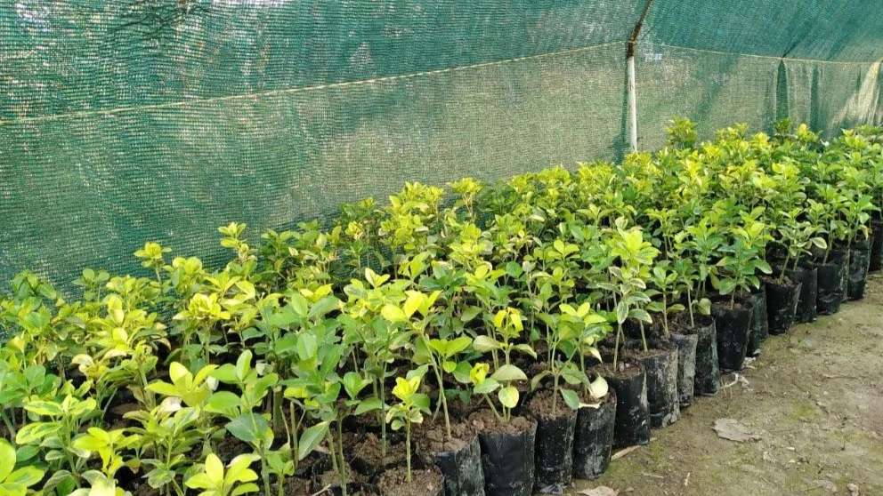 Cultivation of Nahal Gostar flowers and plants