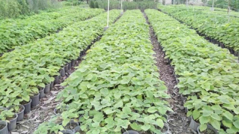 Cultivation of Nahal Gostar flowers and plants