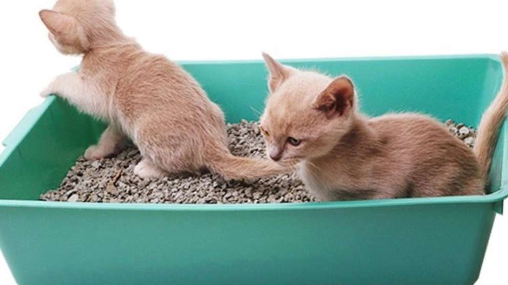 Mustard cat litter