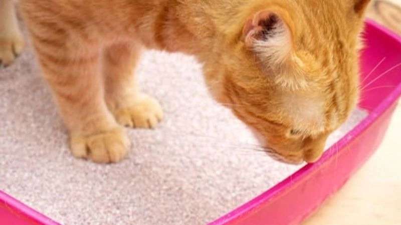 Mustard cat litter