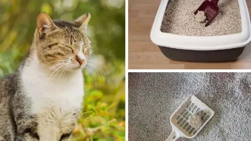 Mustard cat litter
