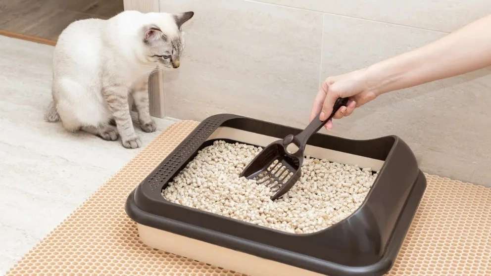 Mustard cat litter