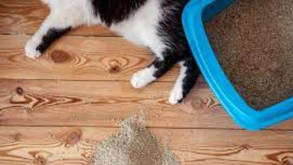 Mustard cat litter