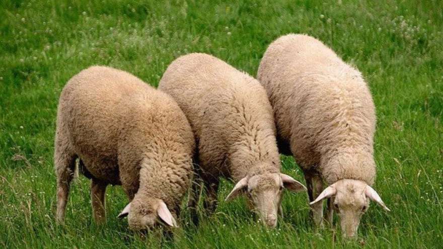 Buying and selling foreign sheep