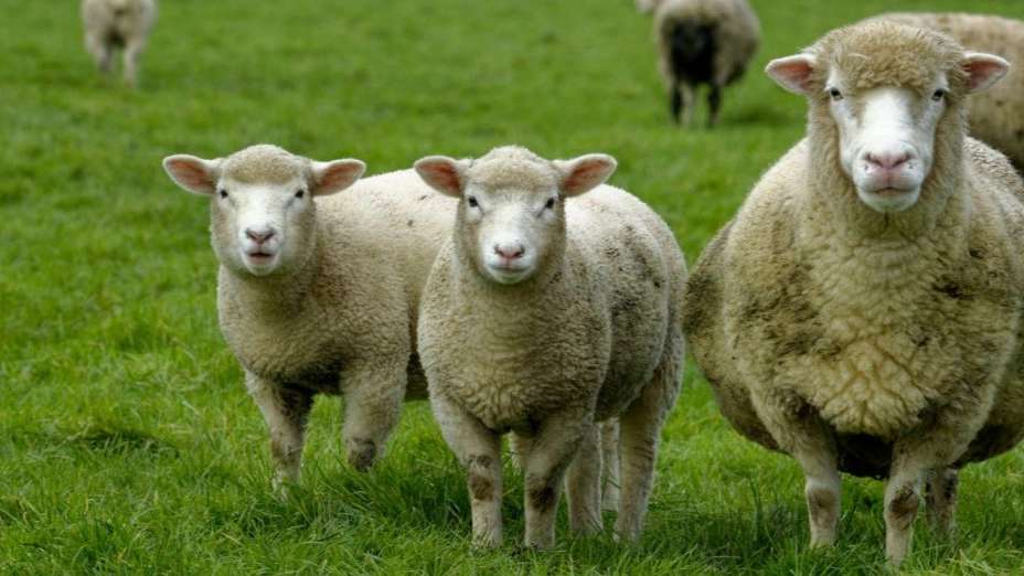 Foreign sheep owner