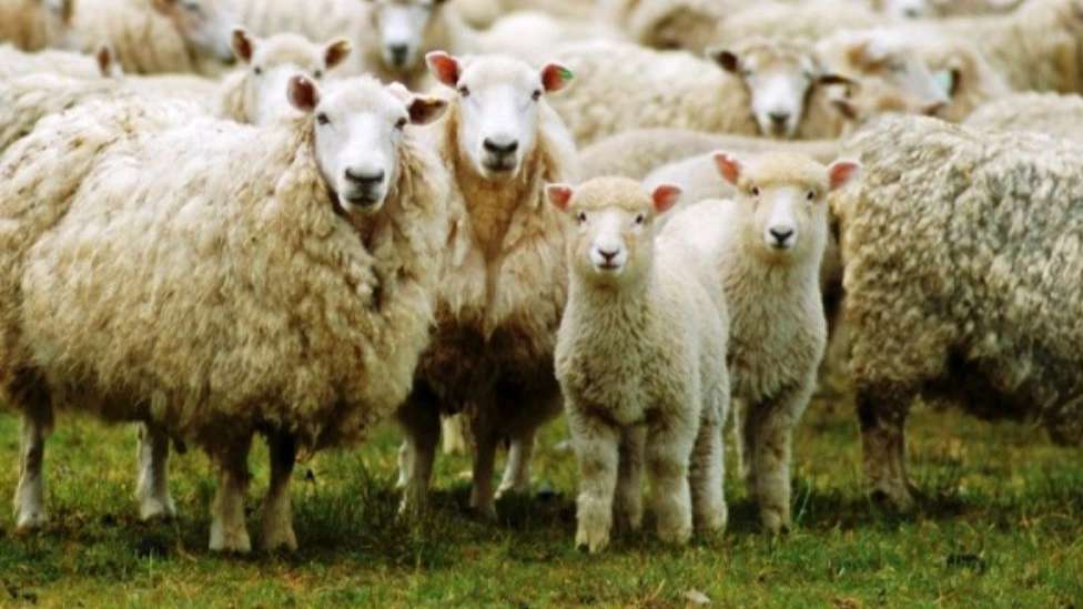 Buying and selling foreign sheep