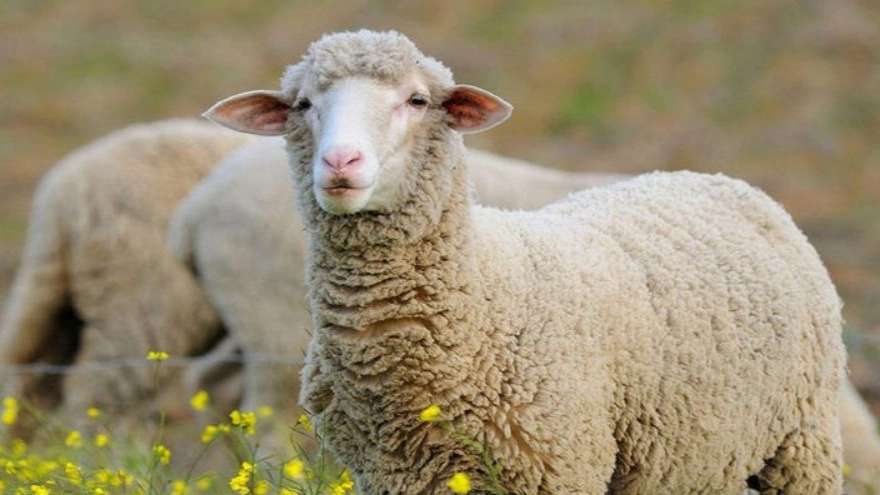 Foreign sheep owner
