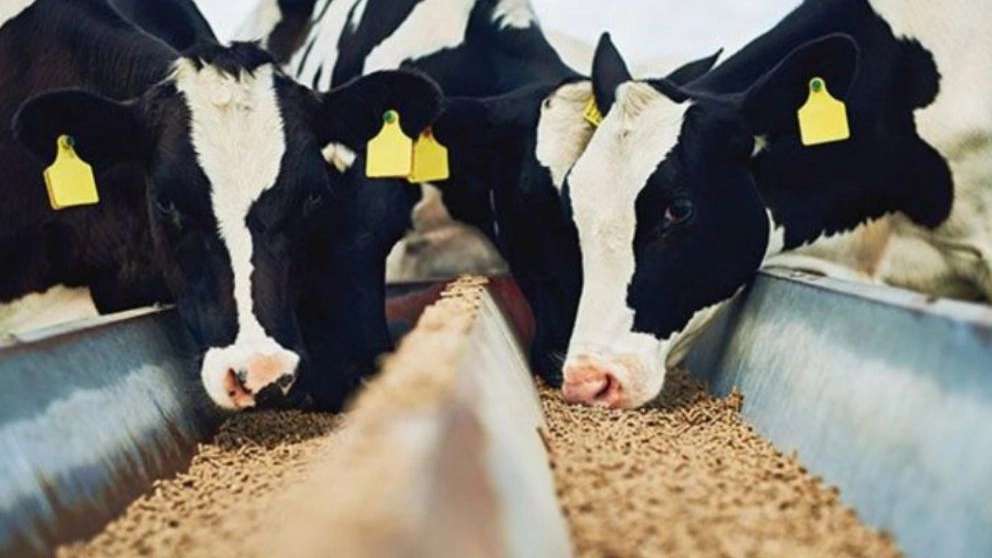 Animal and poultry nutrition and breeding consultant