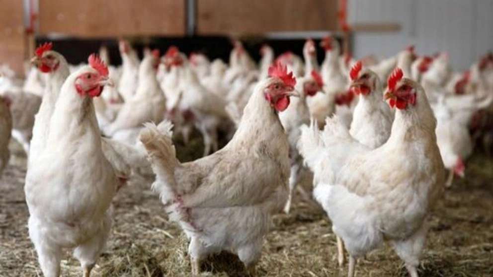 Animal and poultry nutrition and breeding consultant