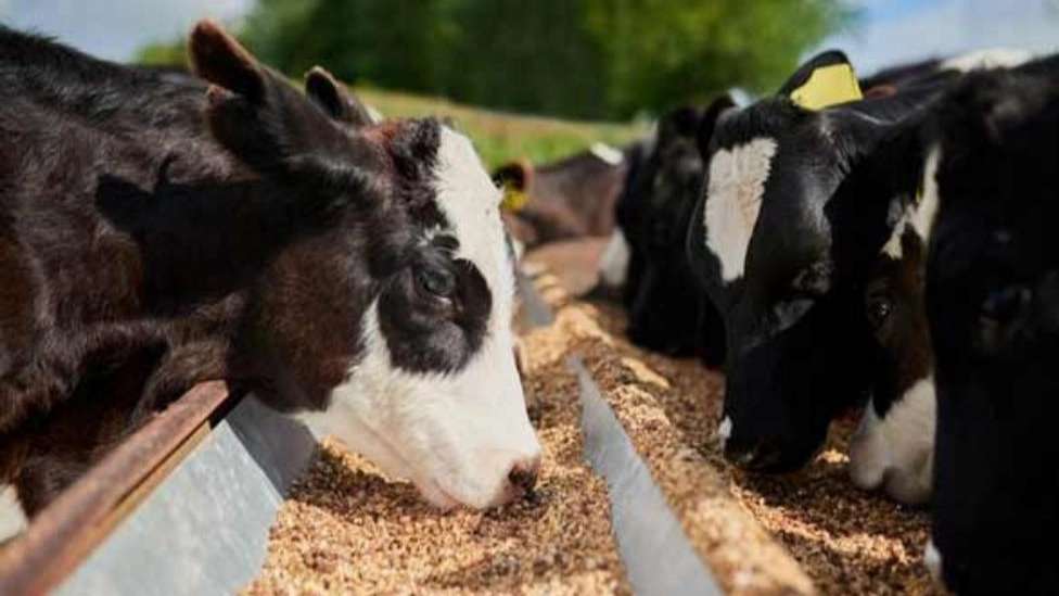 Animal and poultry nutrition and breeding consultant