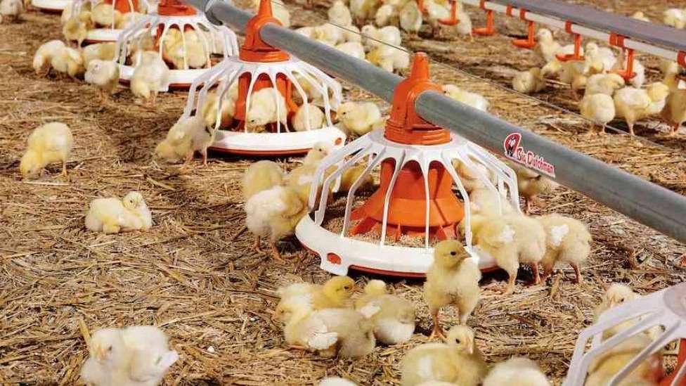Animal and poultry nutrition and breeding consultant