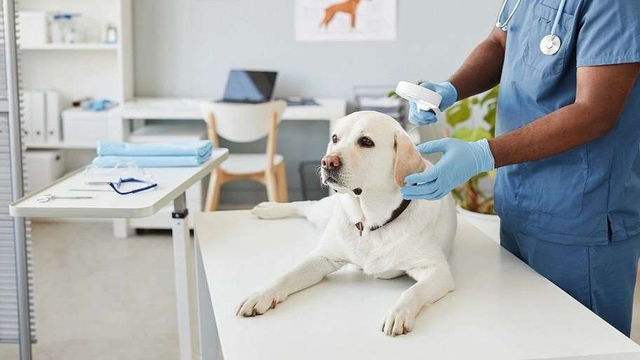 Shimba Pet Shop and Veterinary Clinic
