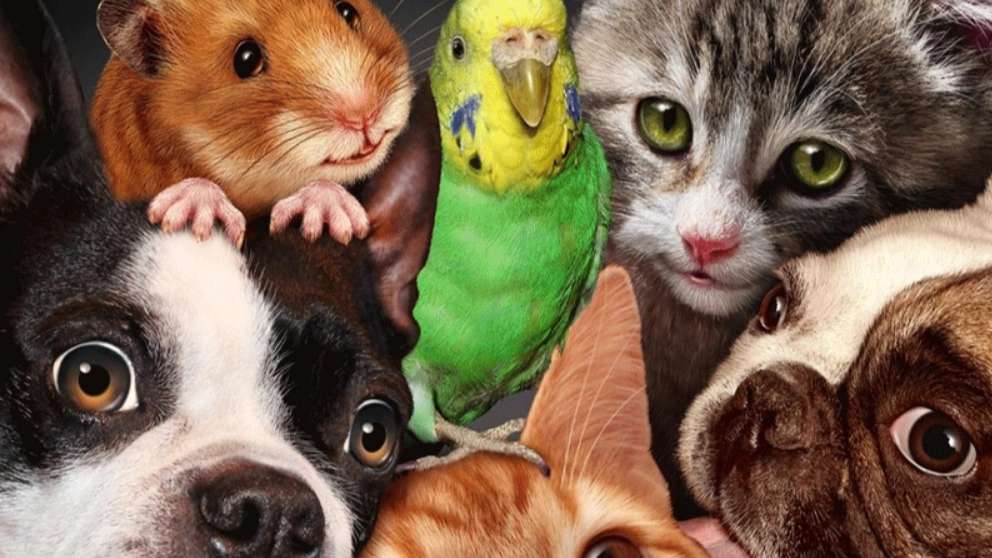 Shimba Pet Shop and Veterinary Clinic